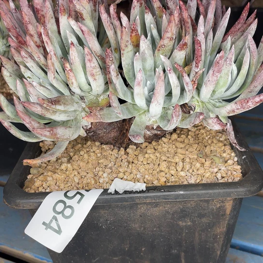 叶***?特价不售后仙女杯7584