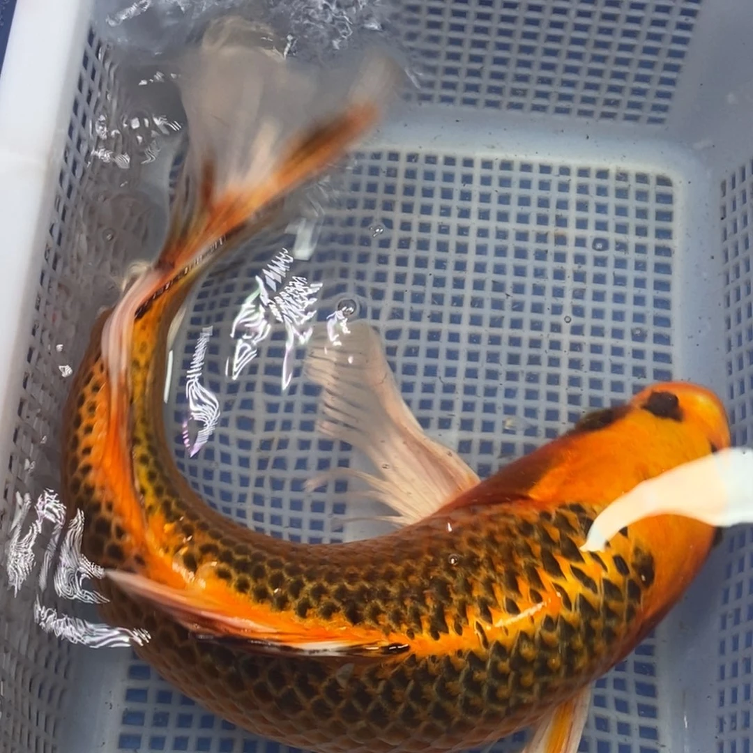 锦鲤冷水锦鲤包邮