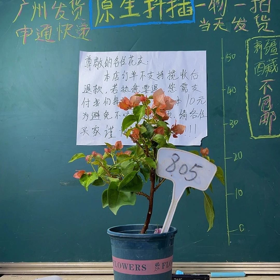 当前无花栽培后可以开花  落日 805