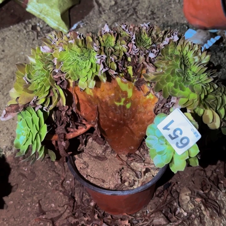 651黄金沙拉碗多肉植物