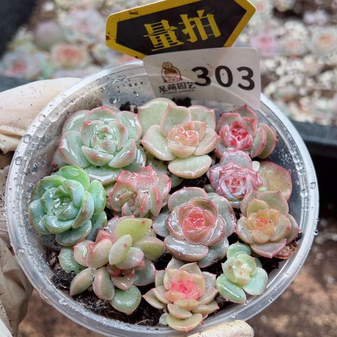 多肉植物多肉植物