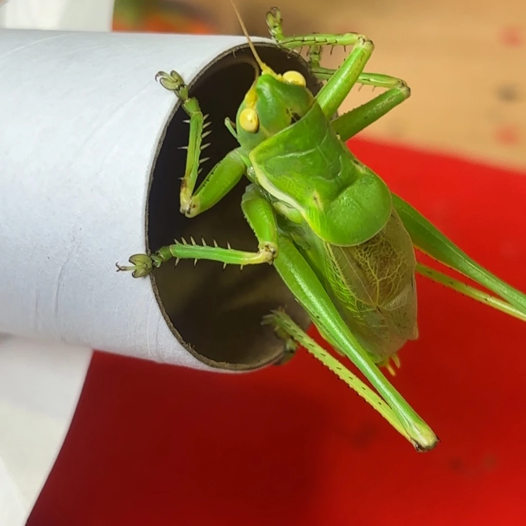 疾***战蝈蝈蝈蝈福福价格