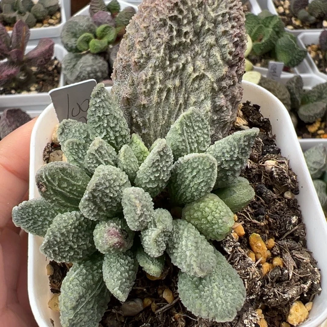 福利款实生新品多肉植物水泡多肉植物