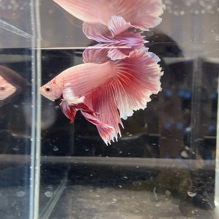 @***川斗鱼黑142号巨第一半月