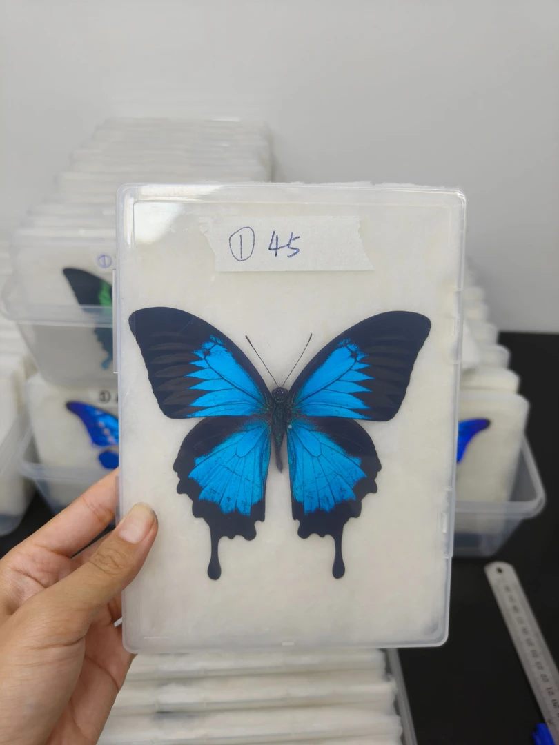 印度尼西亚·天堂凤蝶蝶蝴蝶标本展翅品压棉发货一物一拍