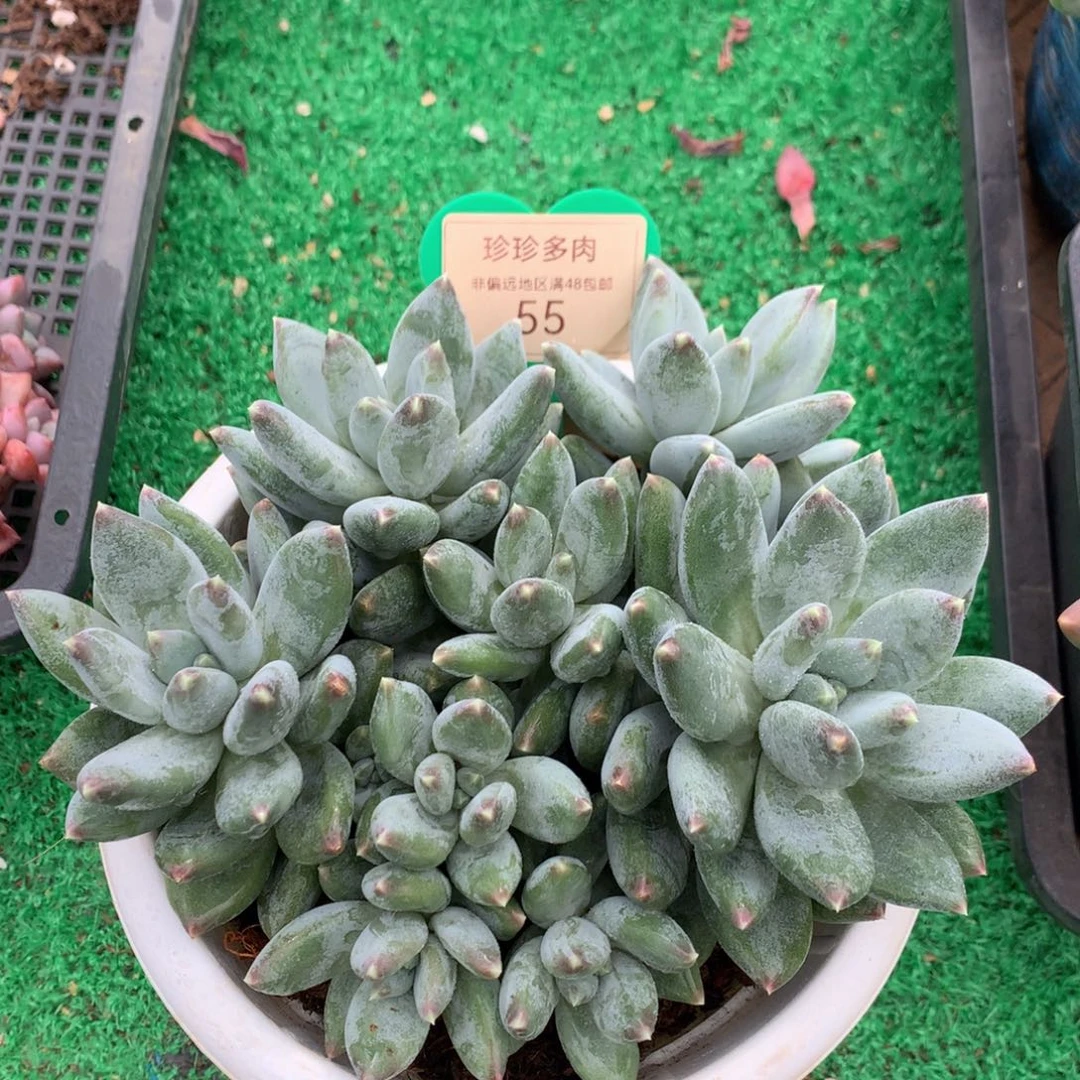 胖体天使之翼无砍平头55