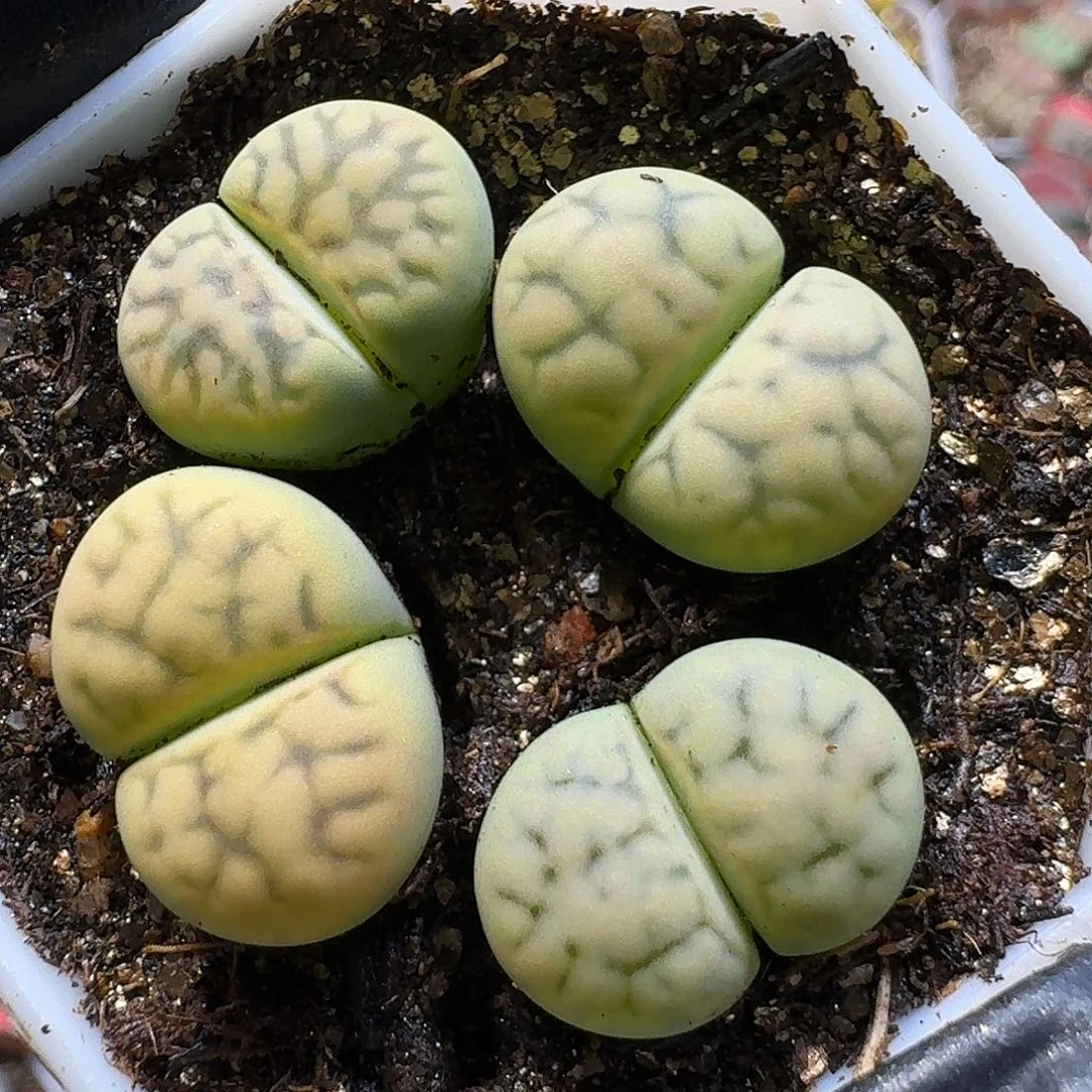 生石花11111。  99