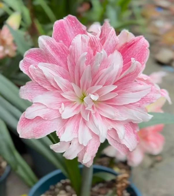 中大球3-5厘米  日朱/荷兰朱  满60包邮