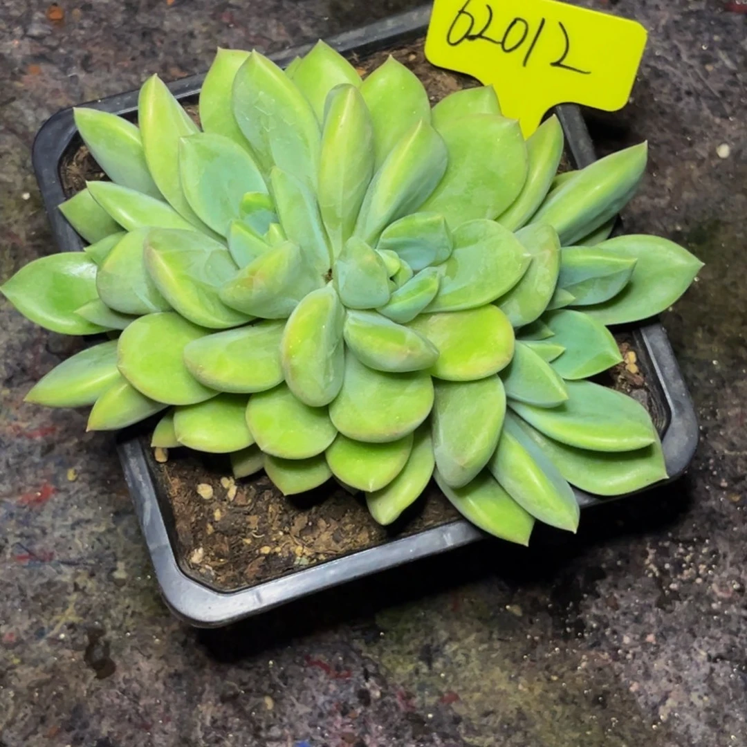 潇**族62012号晚上多肉植物群生多肉
