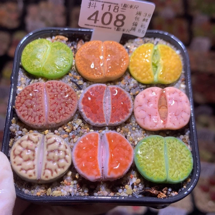 精品生石花118.408