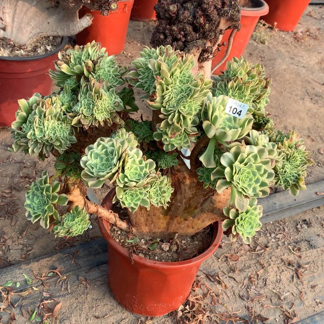 104绿豆沙缀化一颗