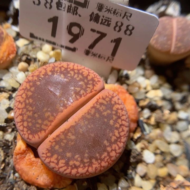 zzz精品生石花1971