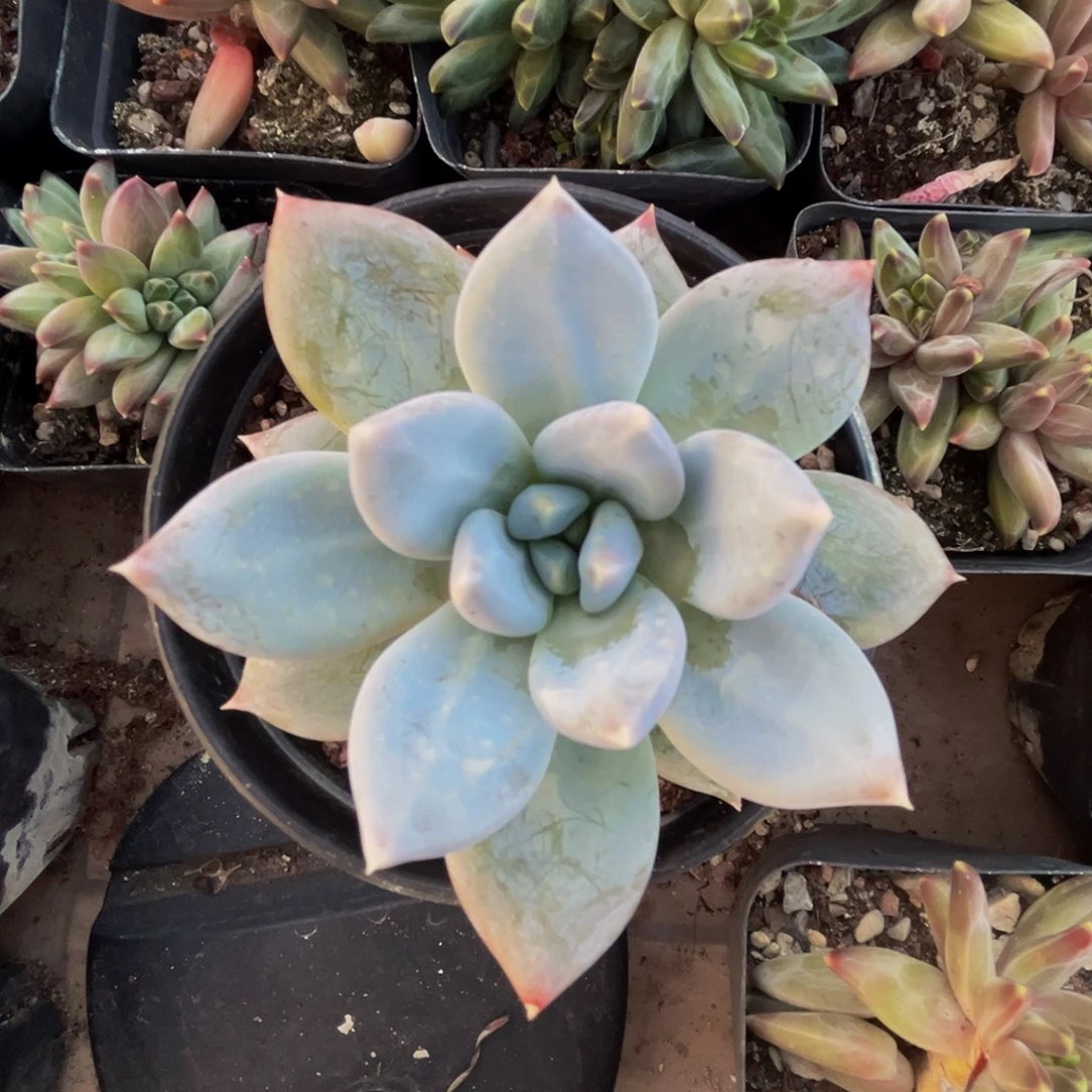 桔云多肉美人精品系列