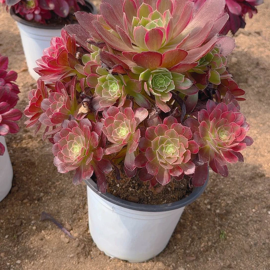 安娜多肉植物手捧