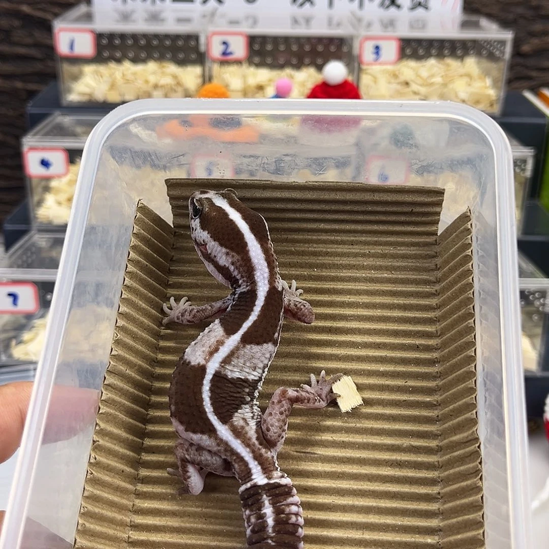 肥尾守宫奥利奥h祖鲁母