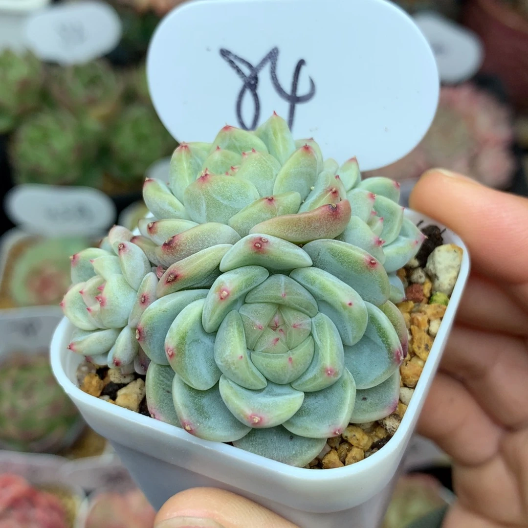 甜心e无砍自然群84