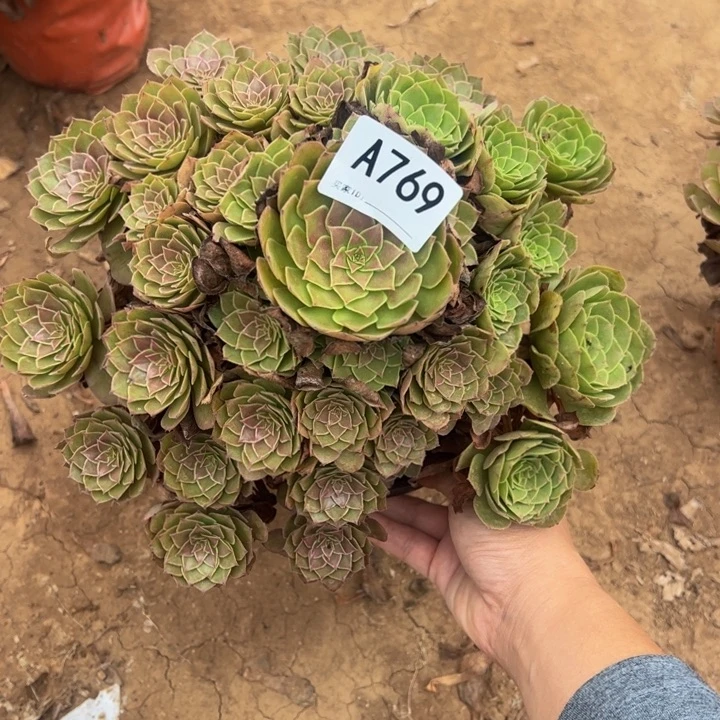 红魔多肉植物769.