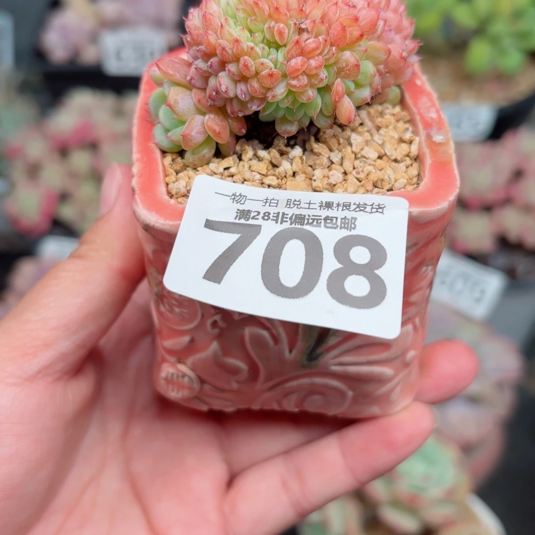 白胖子缀无盆土发货