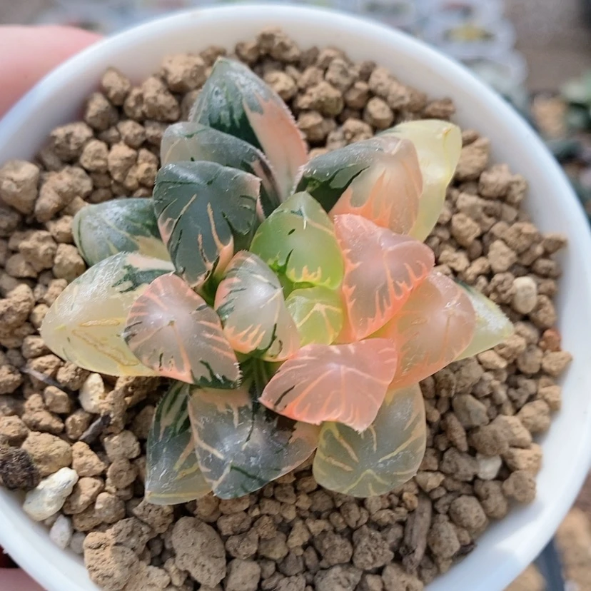 【闪购商品】27黑葡萄玉露锦