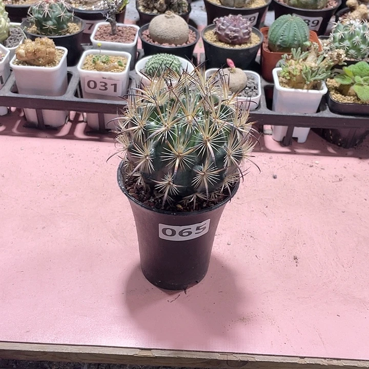 遇***海065实生大虎爪玉仙人球