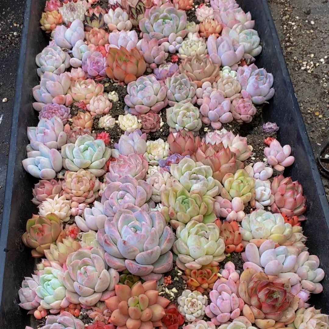 865多肉植物保护研究所所长