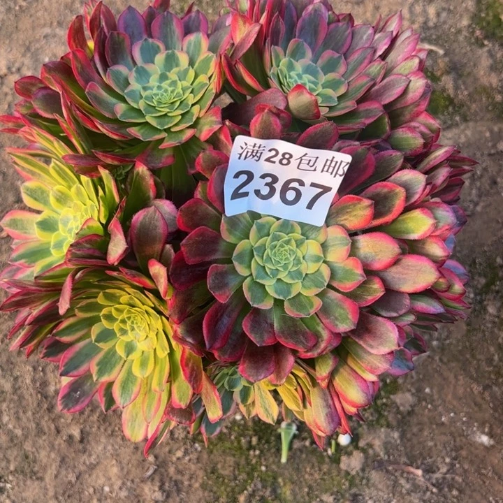 2367朝霞多肉植物