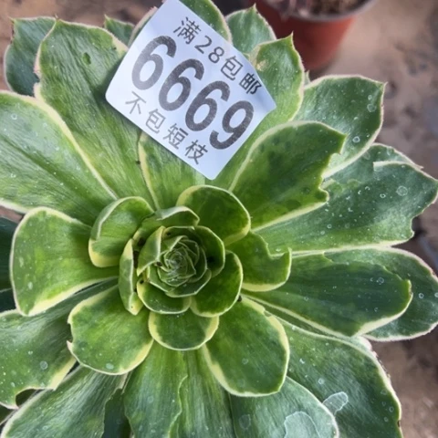 绿玫瑰多肉法师6669