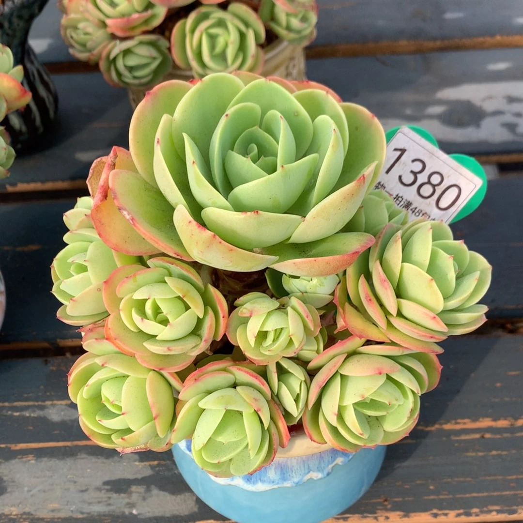 鸡蛋碧桃无砍捧花1380