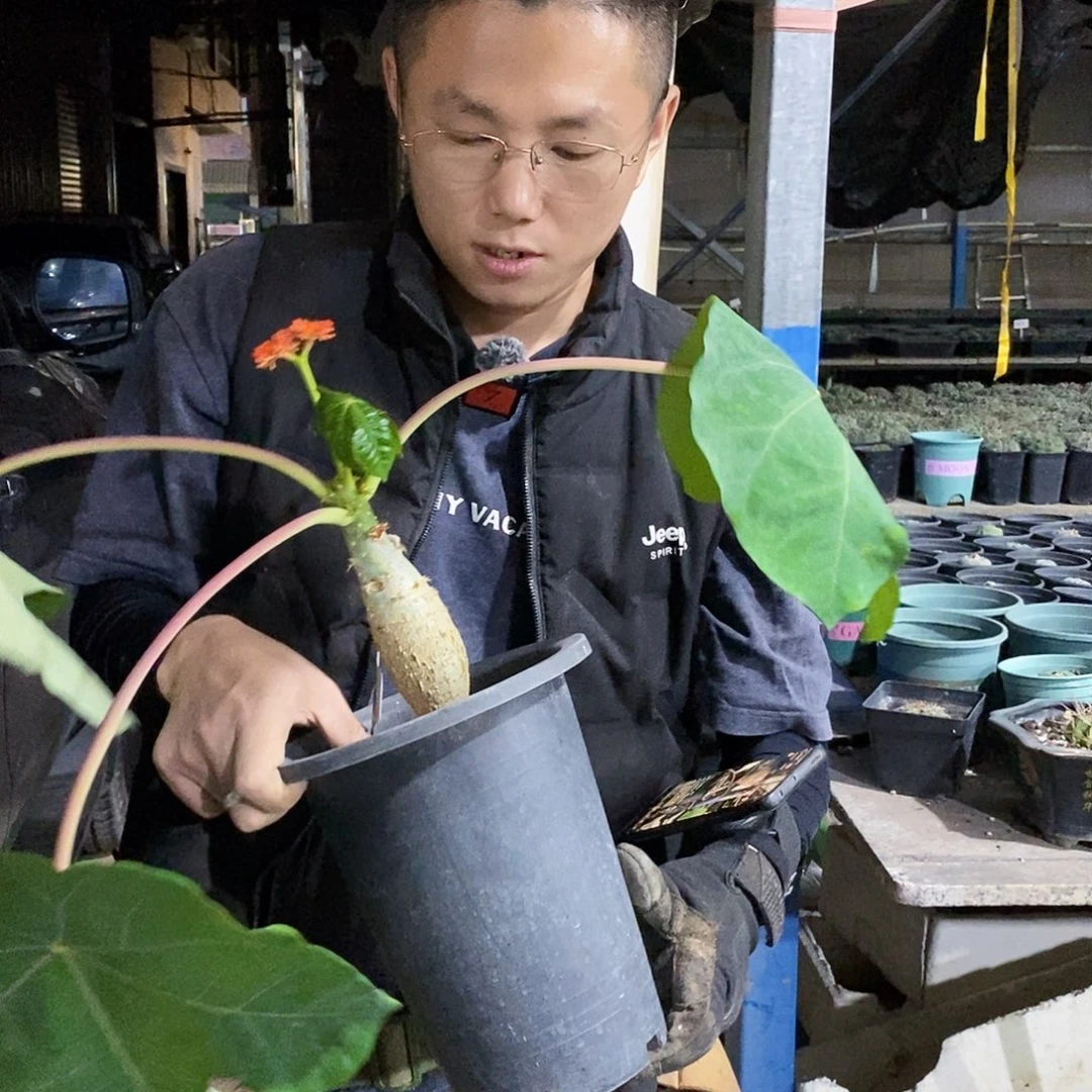 佛肚海棠高度20公分左右