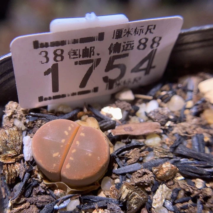 Sss精品生石花1754