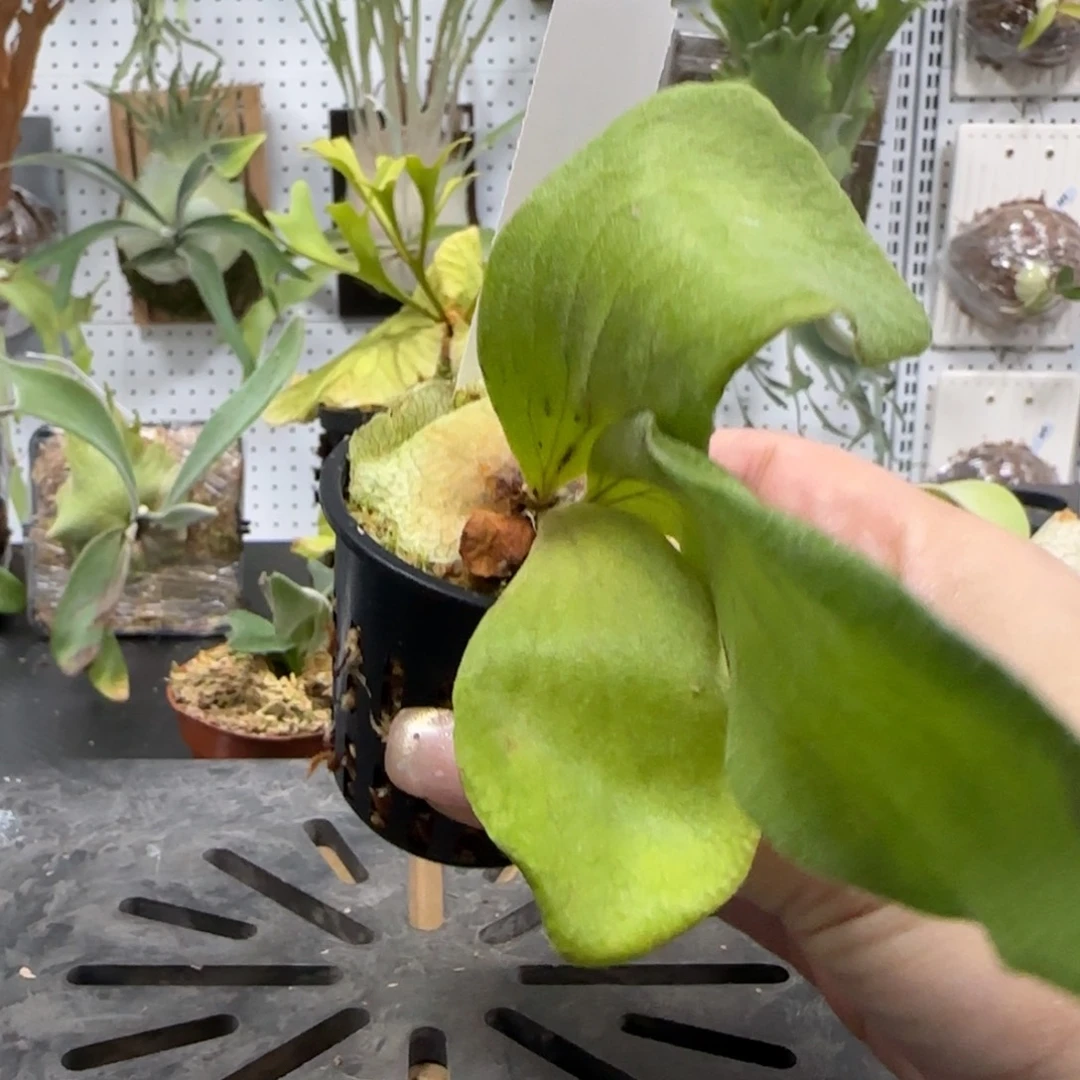 Dw鹿角蕨孢子苗哦