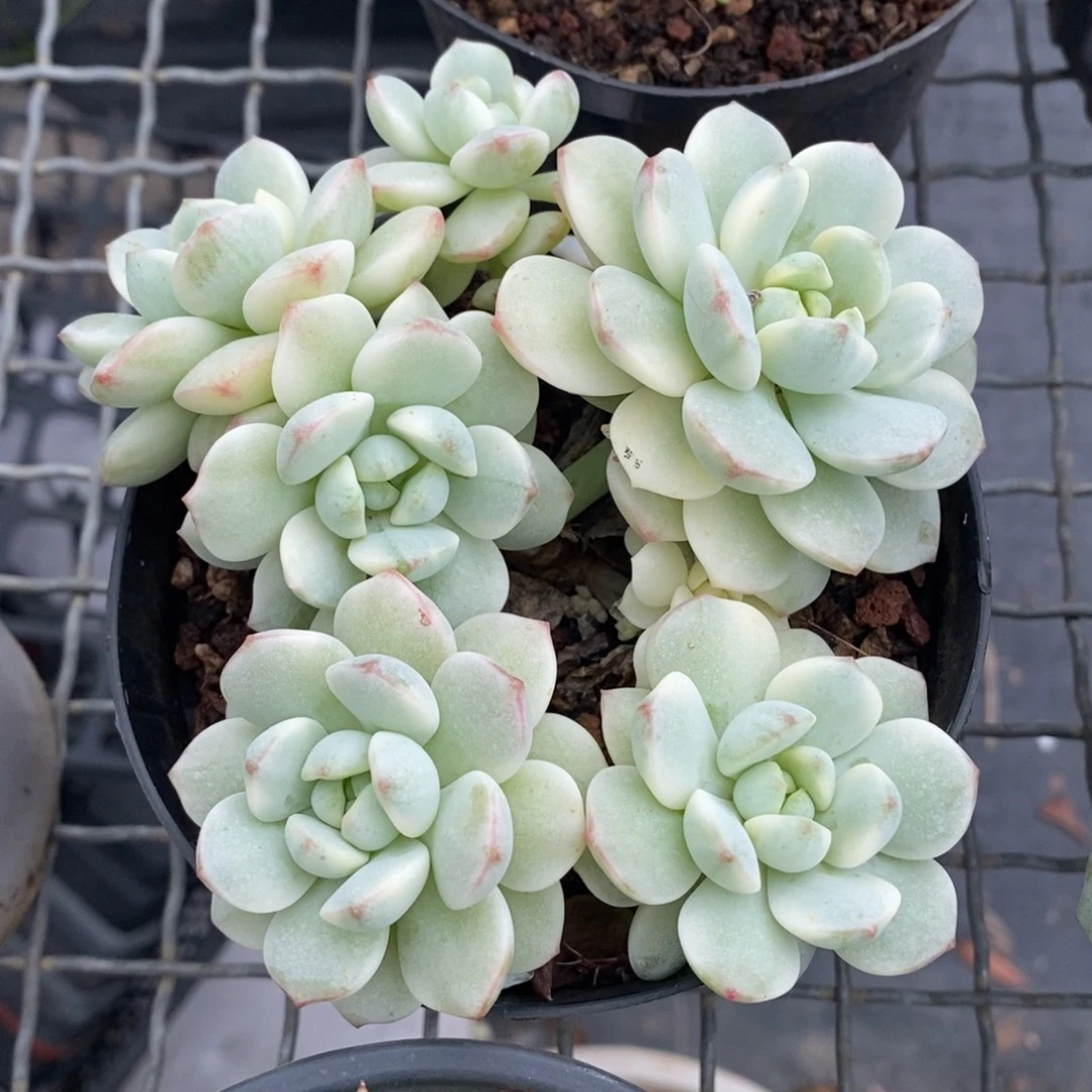 香草锦非偏远38包邮