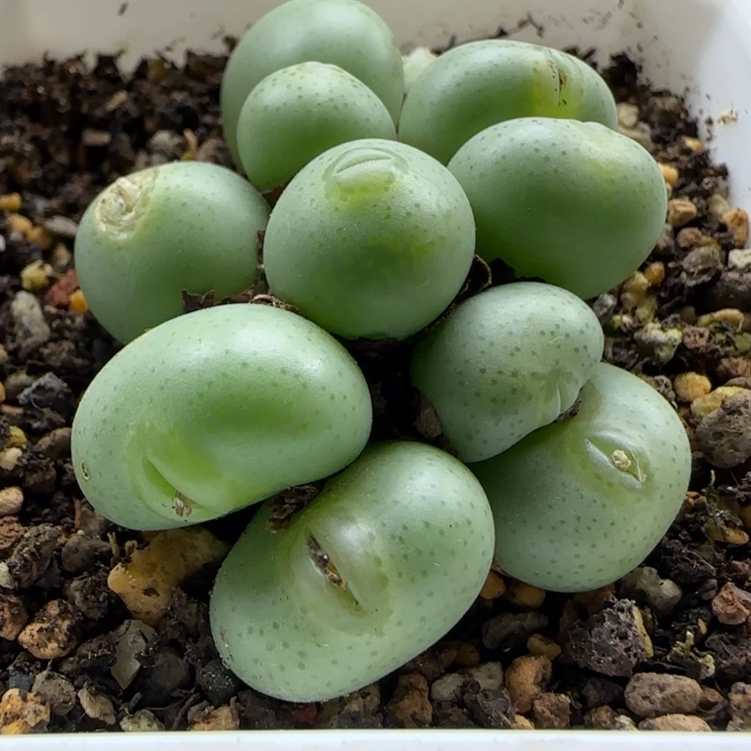 11-10-6-3当天满38包邮清货11头玻尿酸海豚嘴1.7脱土