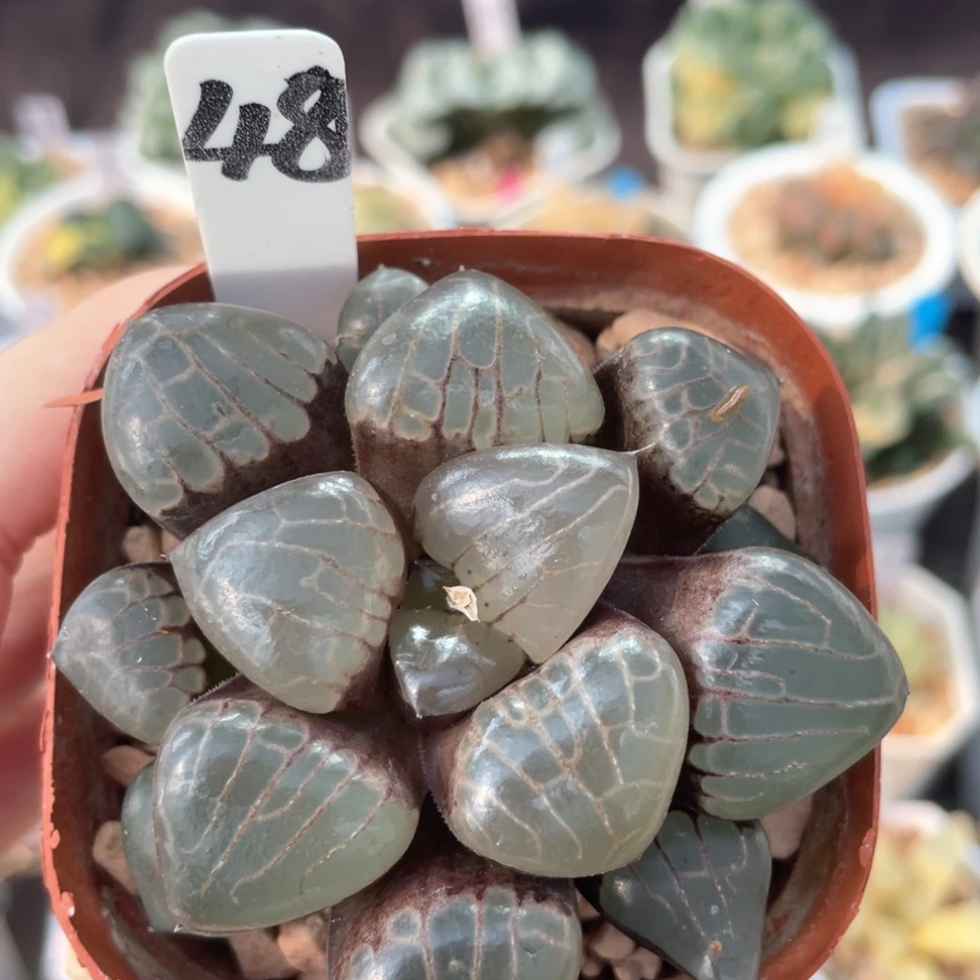 48冰魄女王克。