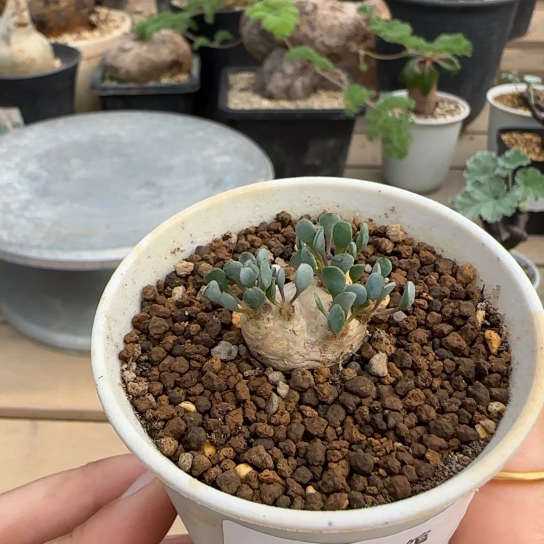 51圆叶格加块根植物