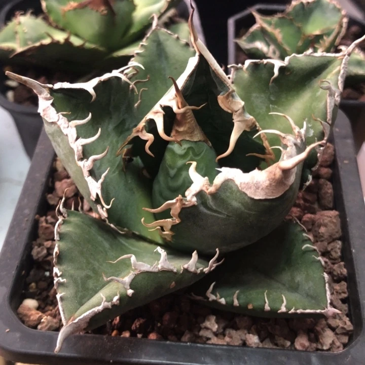 玩****美杜莎仁王冠龙舌兰