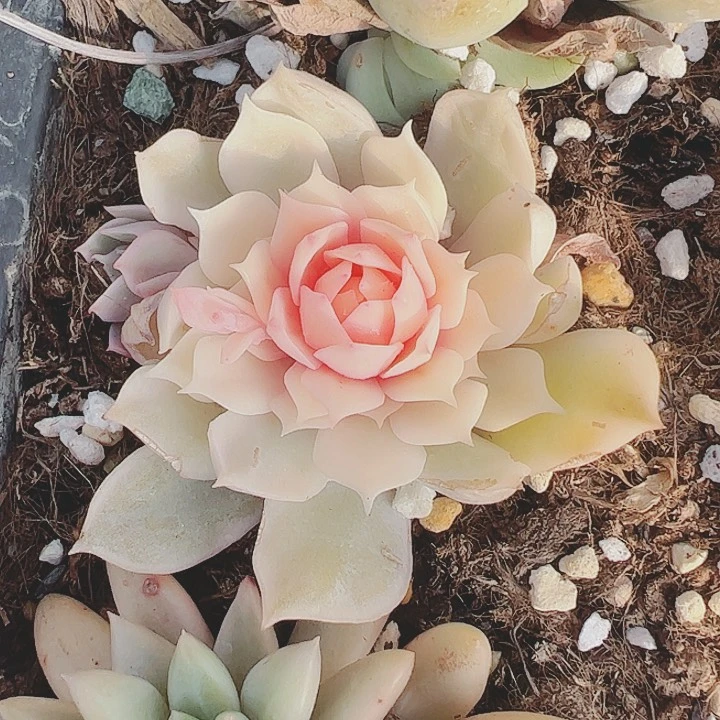 大*多肉植物的植物