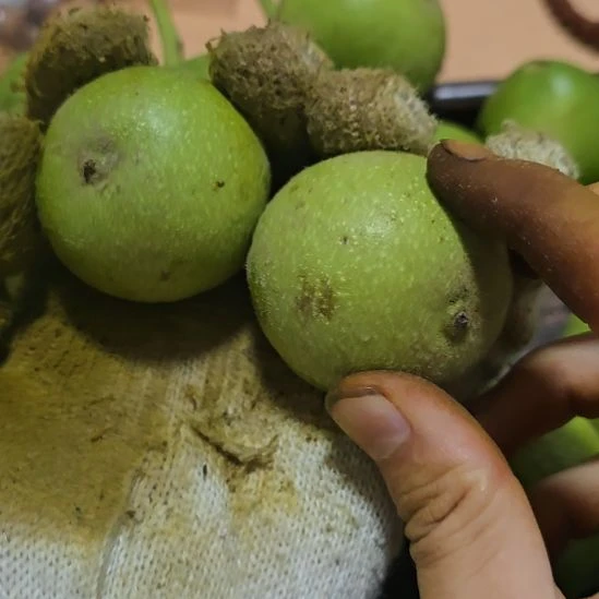 文玩核桃吊坠盘山三棱青皮不退不换