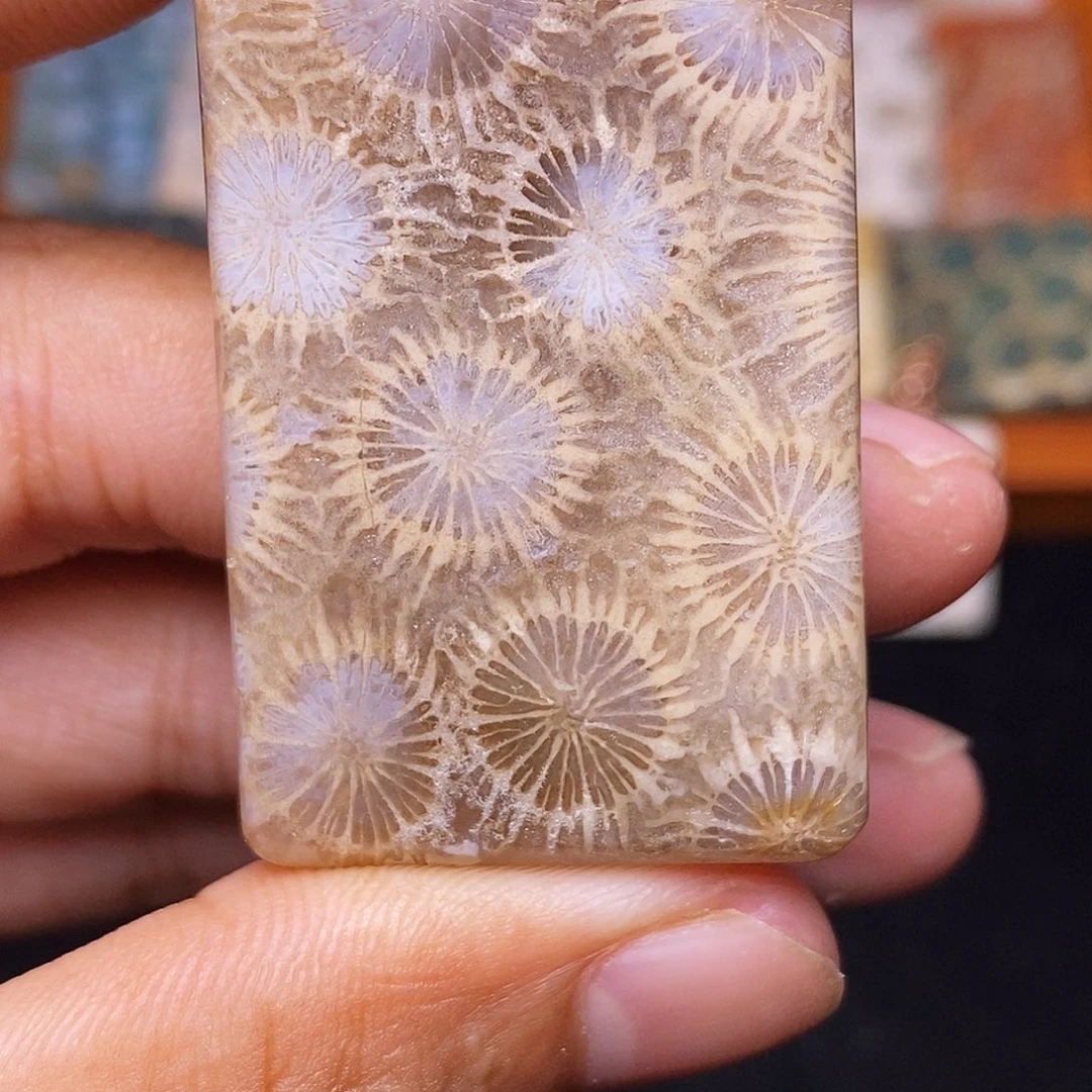 晨***晨硅化玉合金珊瑚玉