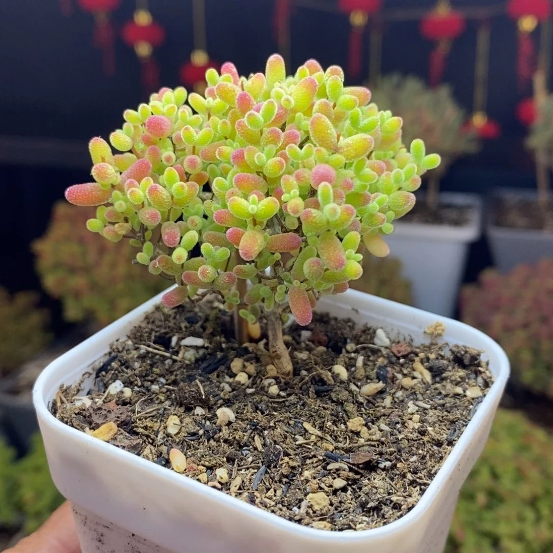 195号蜜橘糖球枝干多肉
