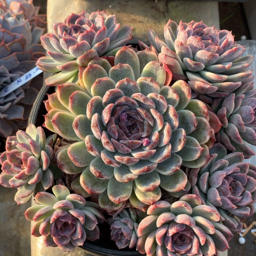 花脸紫霞一物一拍