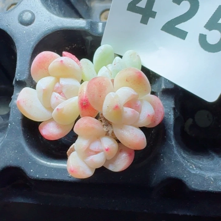 小脸糖心冰玉         精控精养多肉植物