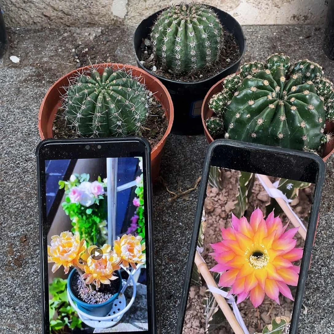 依然，超级可可，如梦自根球6公分左右