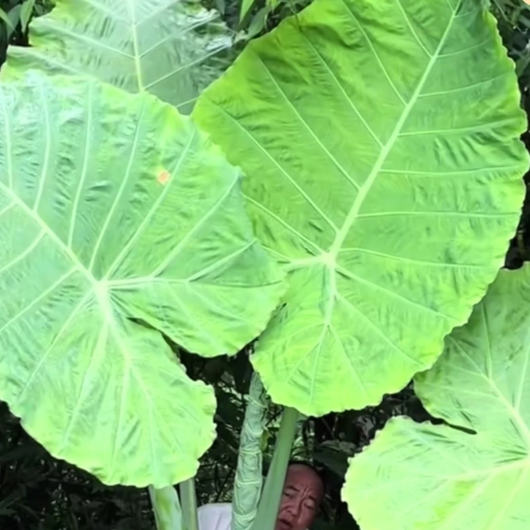 巨型象耳芋大型观叶盆栽室外绿植适合室内外造景净化空气客厅
