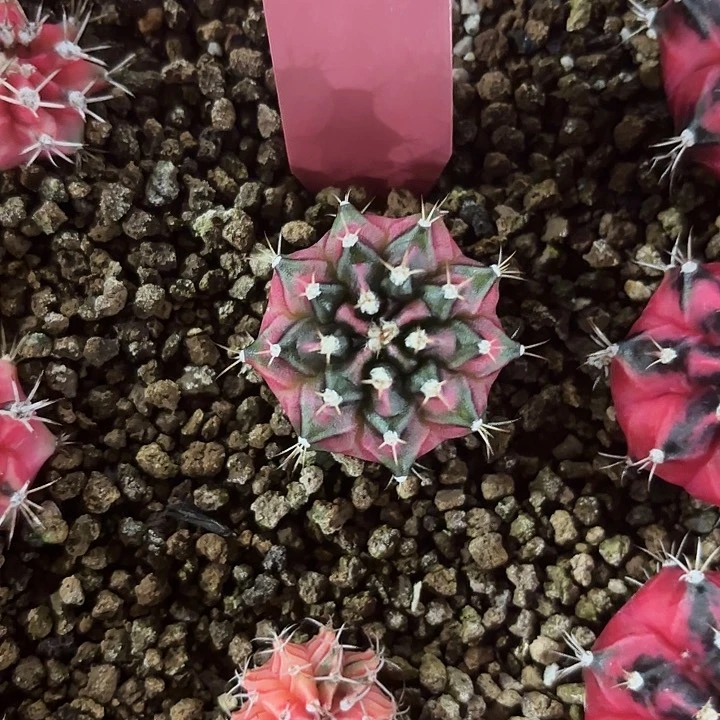 554-0705泰国发货