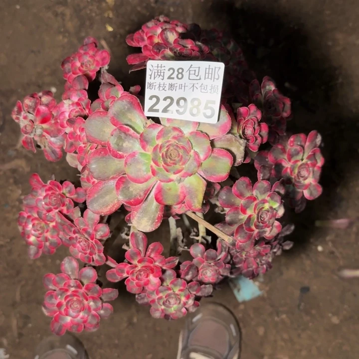 22985丽娜杆歪多肉zhiwu