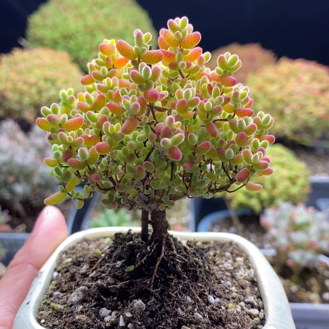 689蜜橘糖球 。