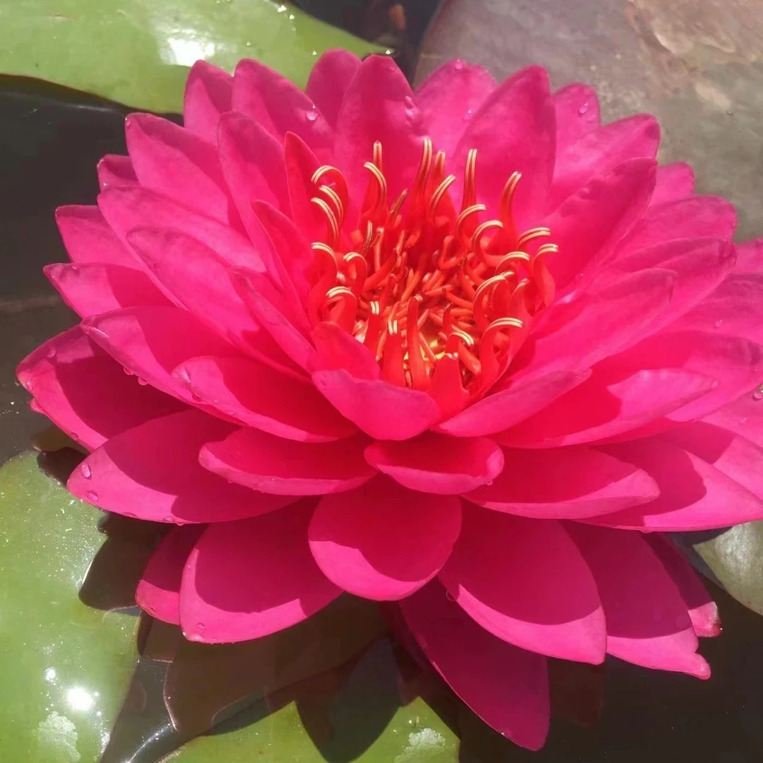 山梅耐寒睡莲水生植物