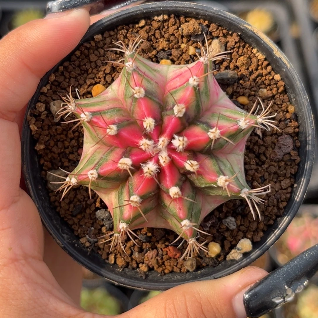 泰系白锦米哈 带盆土发货