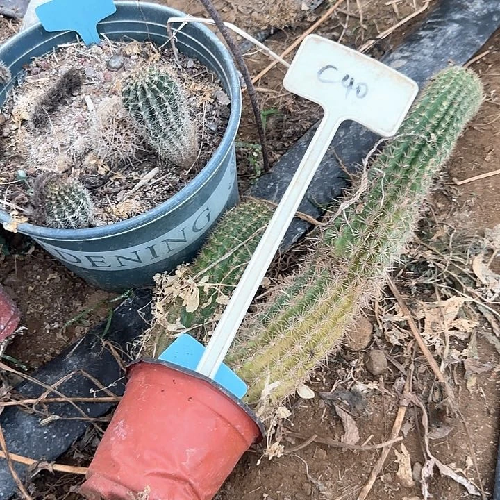 纯***净C40毛花柱瑕疵球25得